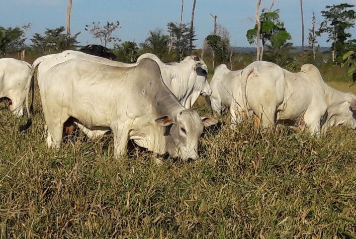Transição águas-seca exige planejamento nutricional para evitar perdas na pecuária de corte