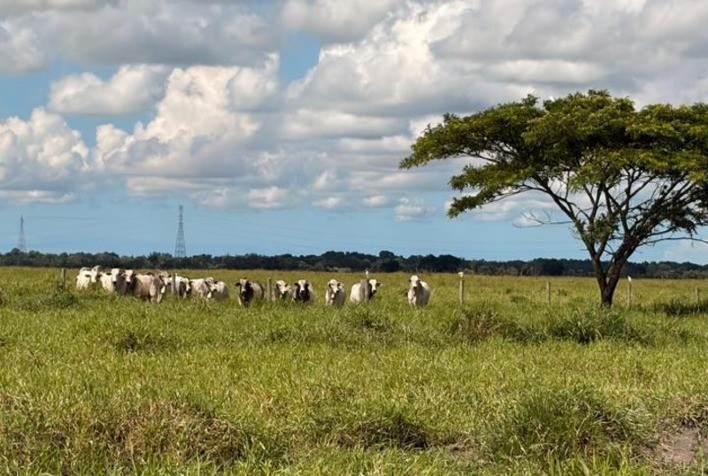 Manejo do pasto antes da seca é decisivo para garantir produtividade da pecuária até outubro