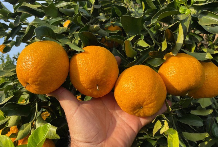 Greening: fiscalização reforçada protege liderança do Brasil no mercado mundial de suco de laranja