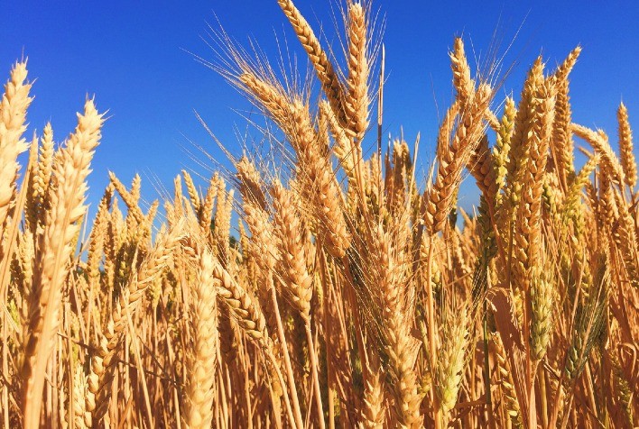 Área de cevada pode cair mais de 30% no Rio Grande do Sul com risco climático e avanço do El Niño