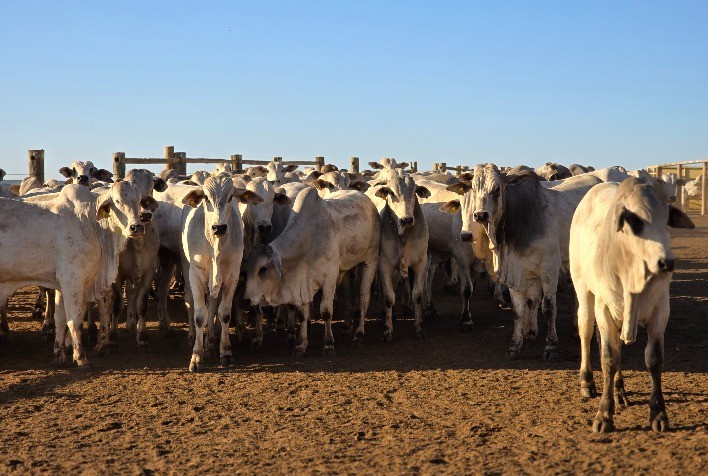 Pecuária de Mato Grosso enfrenta risco de desabastecimento de sal mineral e alta nos custos de produção, alerta Famato