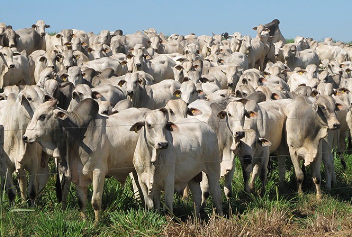 China reconhece Brasil como livre de febre aftosa e abre novas oportunidades para exportações de carne bovina e suína
