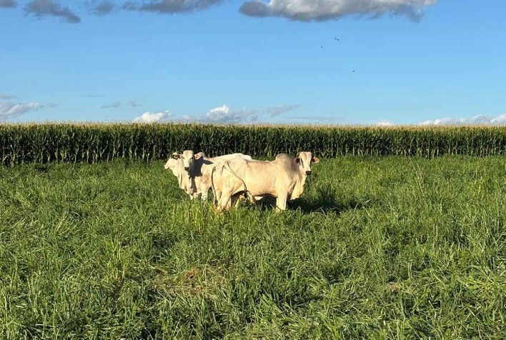 Integração Lavoura-Pecuária na safrinha pode maximizar uso de pastagens e elevar rentabilidade no agro