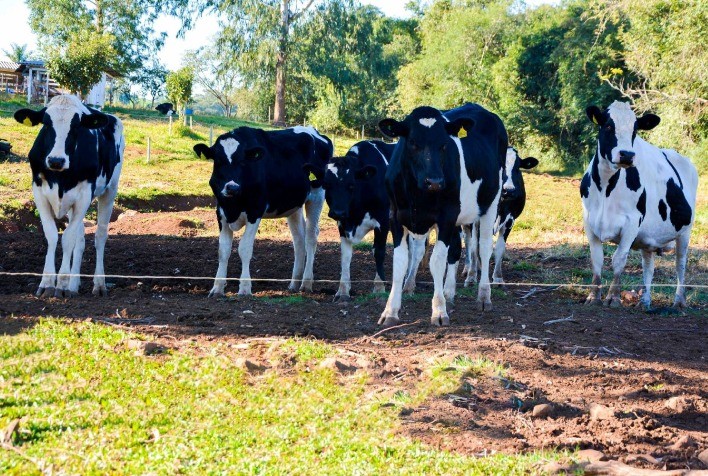 Pronampe Leite libera R$ 108 milhões em 90 dias e amplia acesso ao crédito para produtores de Santa Catarina