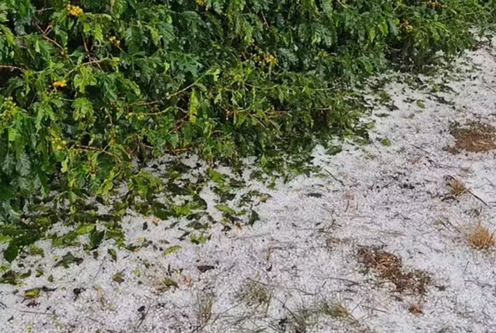 Temporal com granizo no Sul de Minas gera direitos imediatos ao produtor rural; veja orientações jurídicas