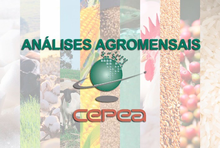 Cepea aponta queda no açúcar e milho, alta no trigo e exportações recordes do algodão em maio de 2026