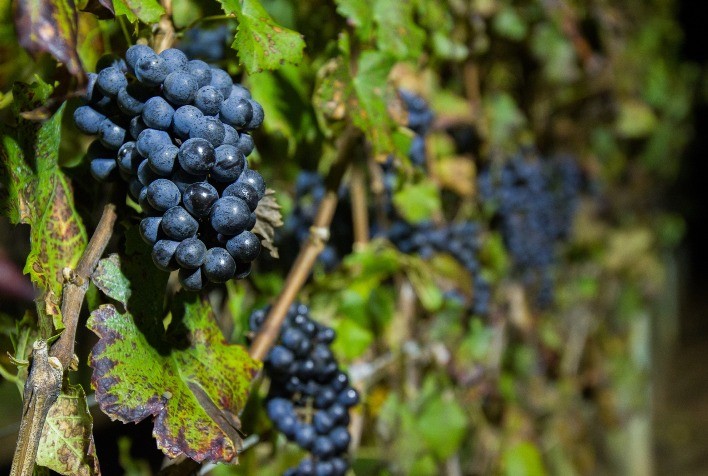 Vinhos de inverno avançam no Brasil e safra 2026 confirma expansão da vitivinicultura de alta qualidade