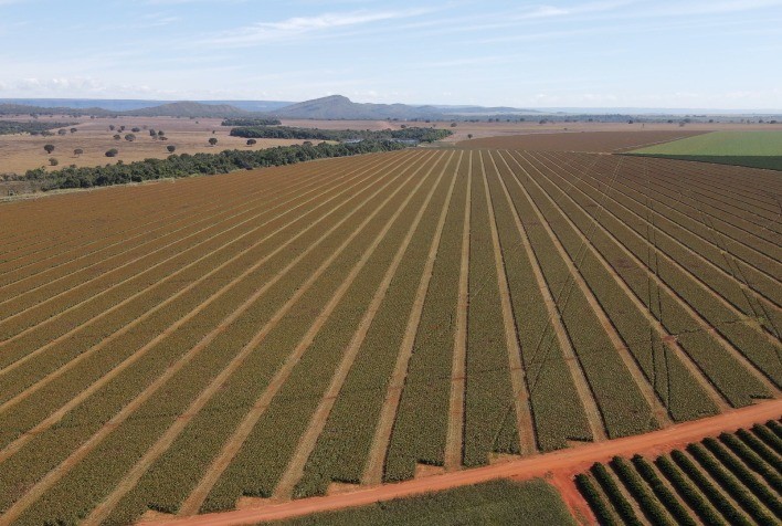 Sementes de sorgo ganham protagonismo e qualidade da produção começa antes do plantio no Brasil