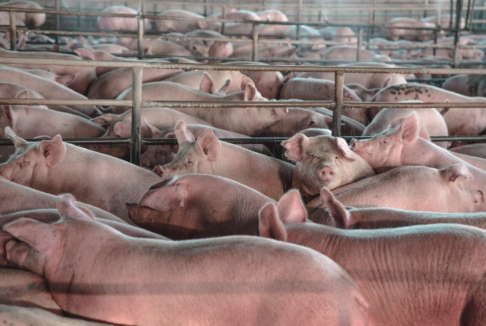 Suinocultura em foco: FACTA Conecta reúne especialistas para debater estratégias diante da pressão sobre o mercado