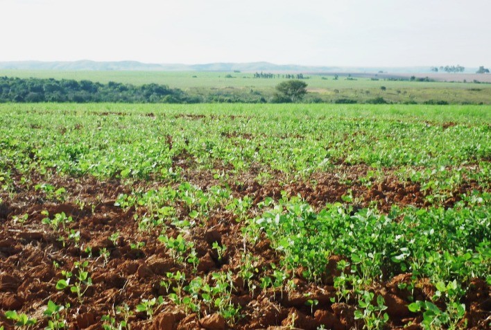 Vazio sanitário da soja impulsiona planejamento da safra 2026/27 e fortalece culturas de segunda safra em Mato Grosso