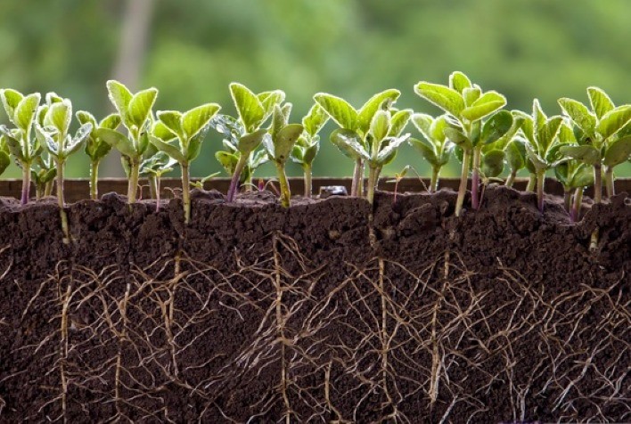 Agricultura regenerativa impulsiona produtividade e coloca o solo no centro da estratégia no campo