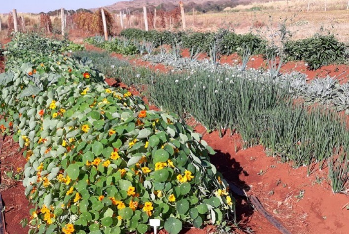Embrapa lança cultivares de hortaliças não convencionais e amplia oferta de Plantas Alimentícias Não Convencionais no Brasil