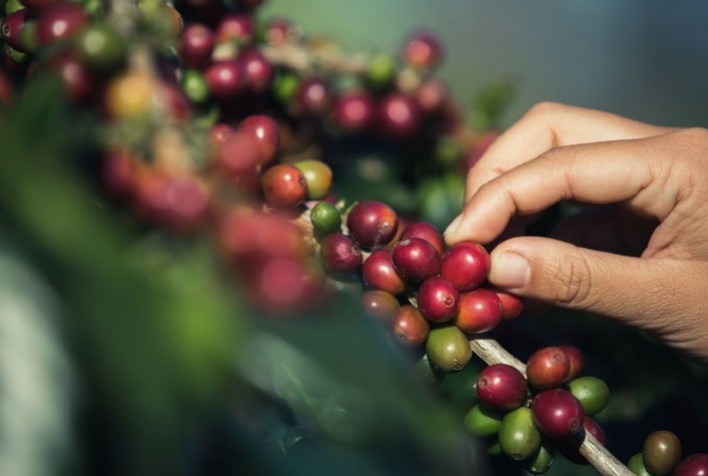 Manejo nutricional estratégico impulsiona qualidade e resiliência da cafeicultura diante de desafios climáticos, aponta especialista