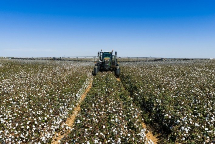 Do campo às vitrines: tecnologia agrícola garante qualidade do algodão e impacto direto na indústria da moda