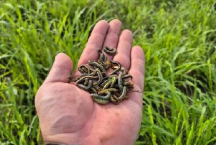 Lagartas nas pastagens preocupam pecuaristas e elevam risco de perdas na produção de forragem no Brasil