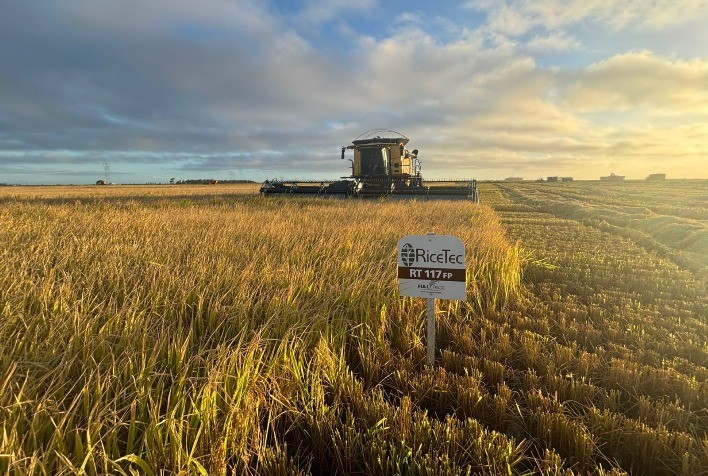 Genética de alto desempenho impulsiona eficiência e produtividade na cultura do arroz no Brasil
