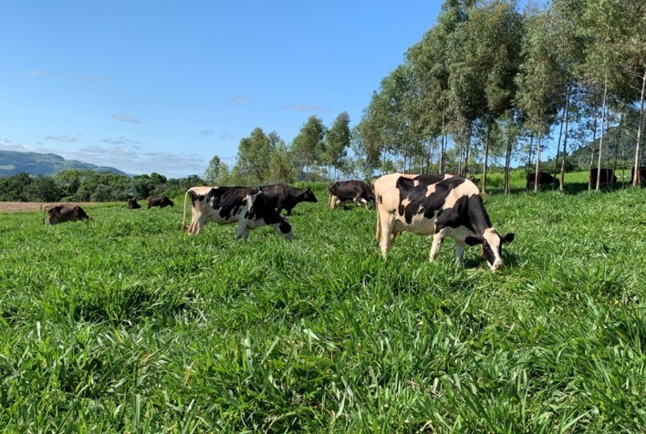 Produção de leite cresce 50% após ajustes de manejo e ordenha em fazenda no Paraná