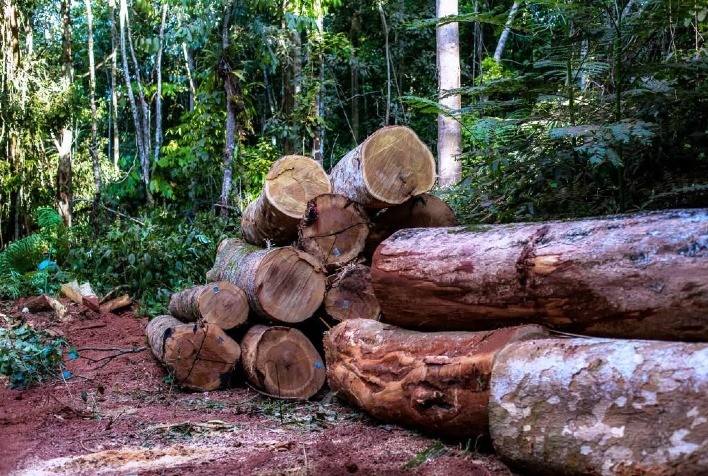 Madeira da Amazônia sob suspeita chega à Europa e expõe falhas na certificação florestal, aponta relatório