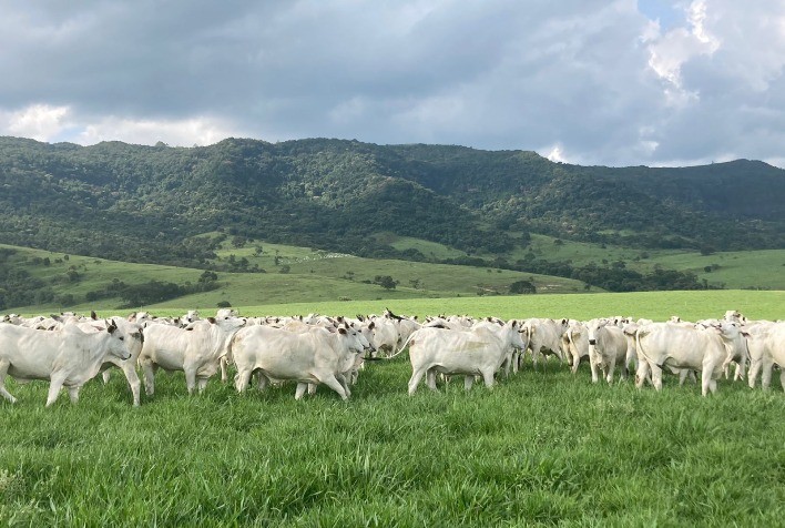Preço do boi gordo recua no Brasil com pressão de frigoríficos e incertezas sobre exportações à China