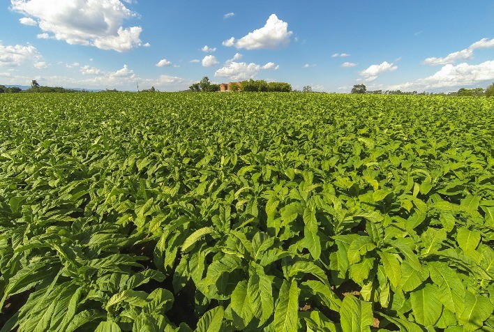 Produção de tabaco no Paraná atinge recorde na safra 2026, mas preços recuam no mercado
