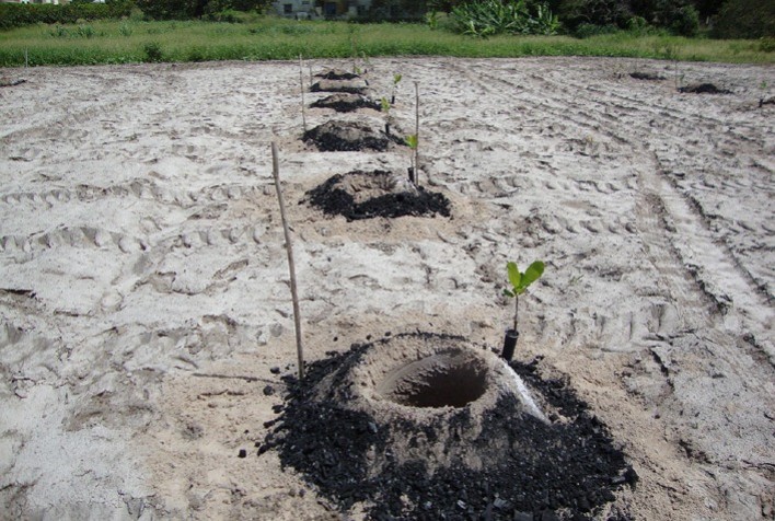 Hidrogel e biochar aumentam eficiência da água na cajucultura do Semiárido e reduzem perdas na implantação dos pomares