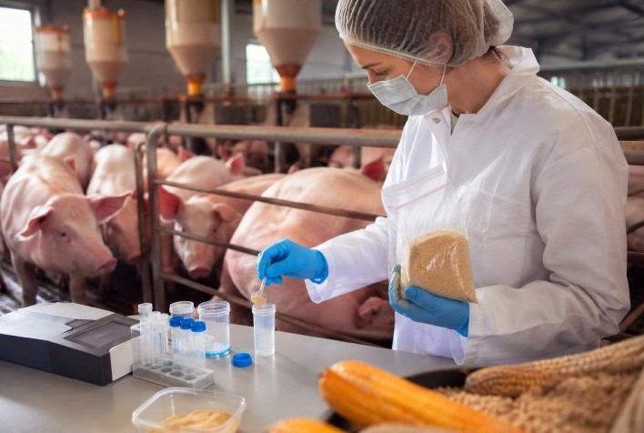 Micotoxinas e vigilância analítica serão destaque no SBSS 2026, em Chapecó, com foco em sanidade e desempenho na suinocultura