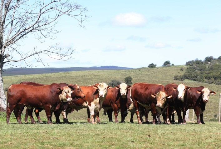 Programa Pecuária Forte alcança até 72% de prenhez com sêmen Hereford e Braford em Dom Feliciano (RS)