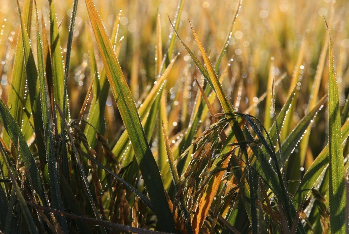 Clima pode mudar cenário do arroz em casca no Brasil; mercado segue travado apesar de leve recuperação