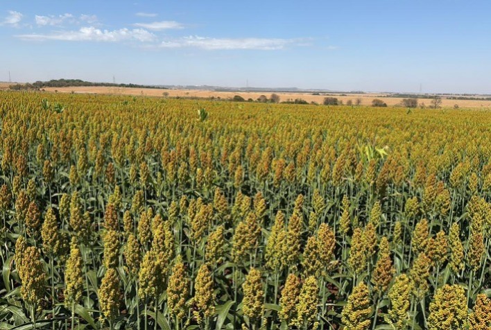 Sorgo ganha espaço no agronegócio com resistência à seca e produção prevista de 7,56 milhões de toneladas