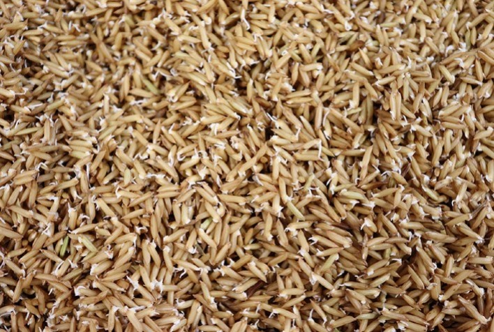 Pesquisa revela que arroz germinado é mais nutritivo, cozinha mais rápido e pode impulsionar novos alimentos funcionais