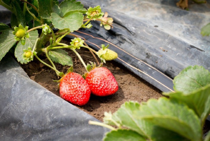 Mudanças climáticas impulsionam irrigação por gotejamento na produção de hortifrútis
