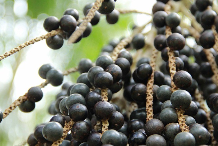 Sequenciamento inédito do genoma do açaí abre nova era para produtividade, bioeconomia e indústria de alimentos