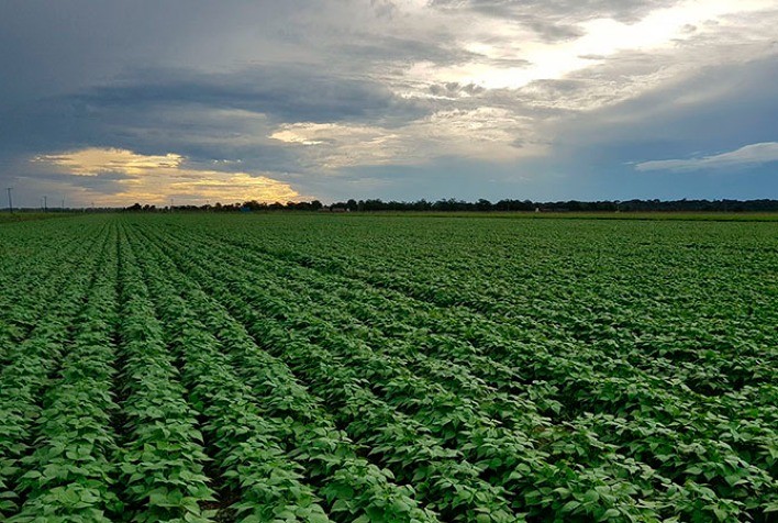 Plantio de feijão: população de plantas e espaçamento corretos aumentam a produtividade da lavoura