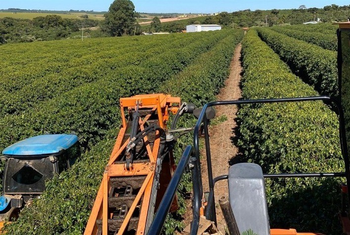 Colheita de café arábica no Cerrado Mineiro chega a 32% e clima seco acelera trabalhos no campo
