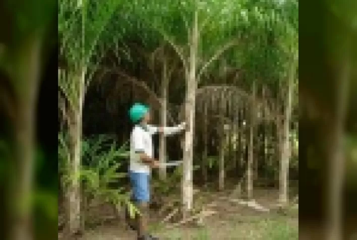 Desenvolvimento de cultivares de pupunheira para palmito