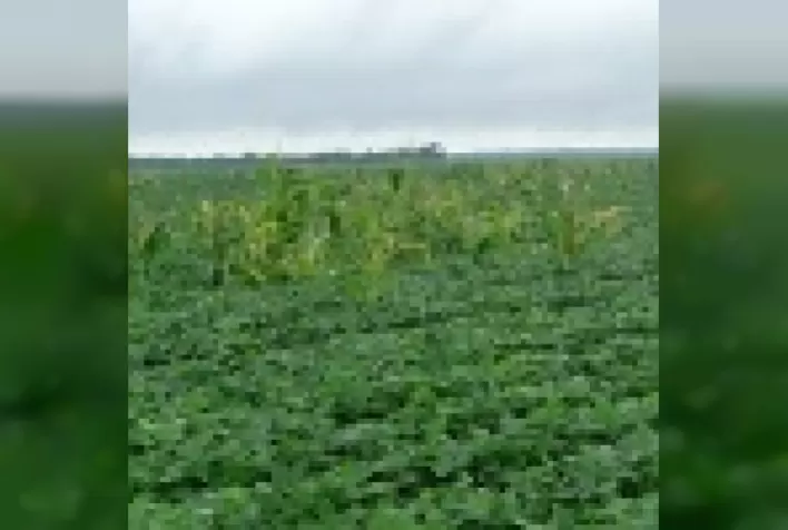 Plantas de milho RR “tiguera” e as culturas em sucessão