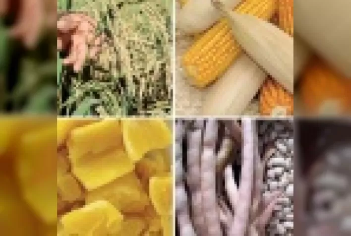 Melhorar plantas para melhorar dietas: a Biofortificação!