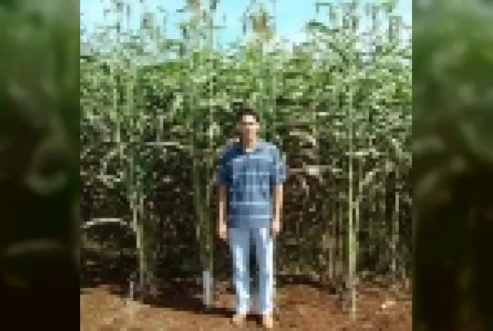 Cultivo de sorgo sacarino em áreas de reforma de canaviais