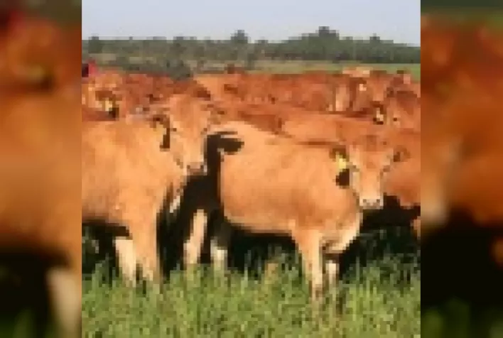 Caracu: conheça mais sobre a raça que é um patrimônio da pecuária nacional [Projeto Raças]