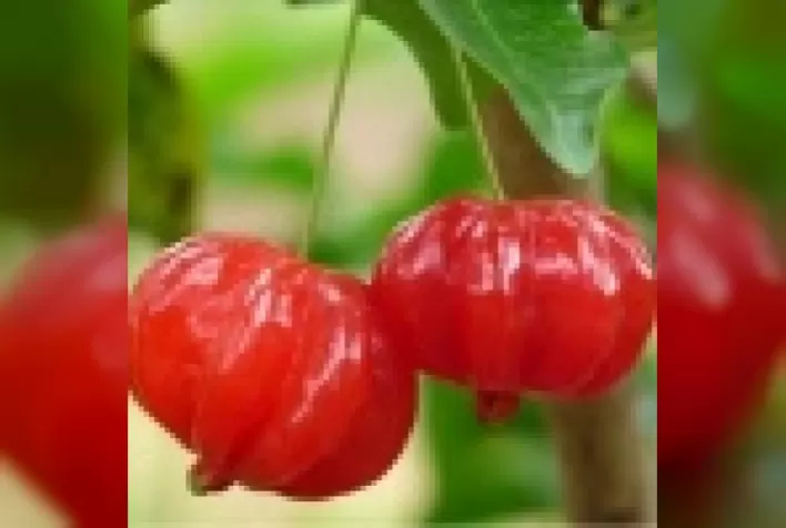 Pitanga: fruta de sabor agradável e de usos diversos