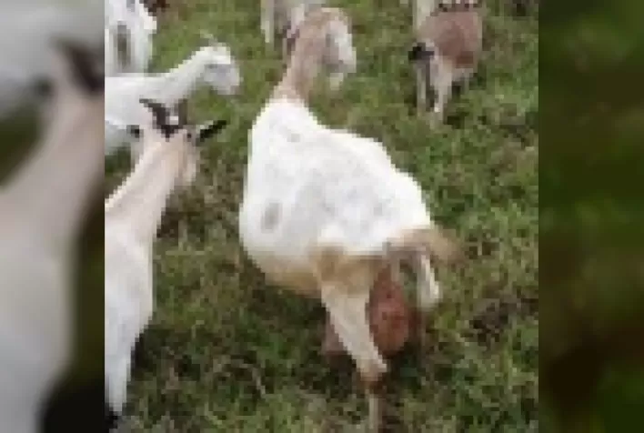 Controle leiteiro oficial em caprinos: uma ferramenta para a seleção animal