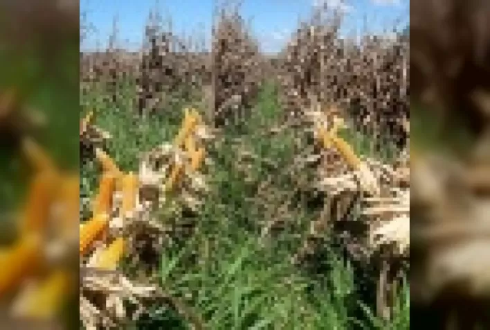 Mapeamento das épocas aptas para o plantio de milho consorciado com braquiária na segunda safra agrícola no Brasil