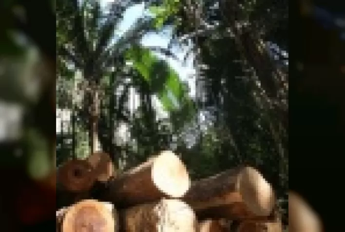 Os destinos da madeira plantada no Brasil