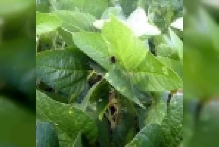 Relação entre susceptibilidade a pragas e doenças e estado nutricional das plantas