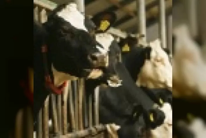 Melhoramento genético como aliado na rentabilidade da produção de leite