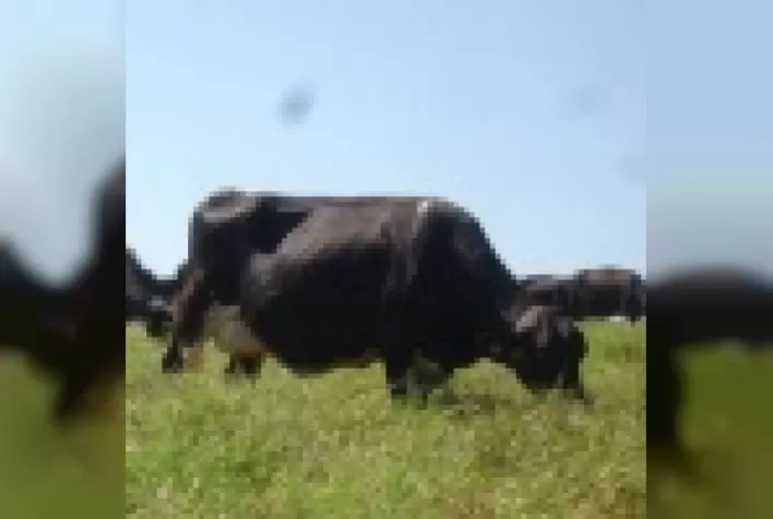 Alimentação para vacas leiteiras de alta produção