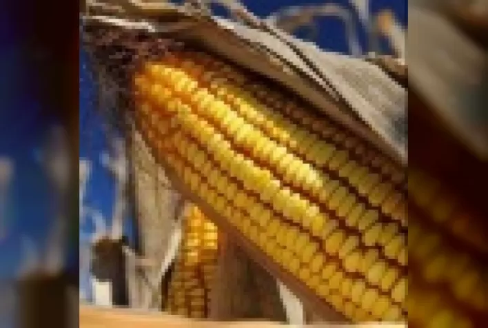 Micro no tamanho, macro no problema: 3 mm que podem comprometer até 60% da produção de milho