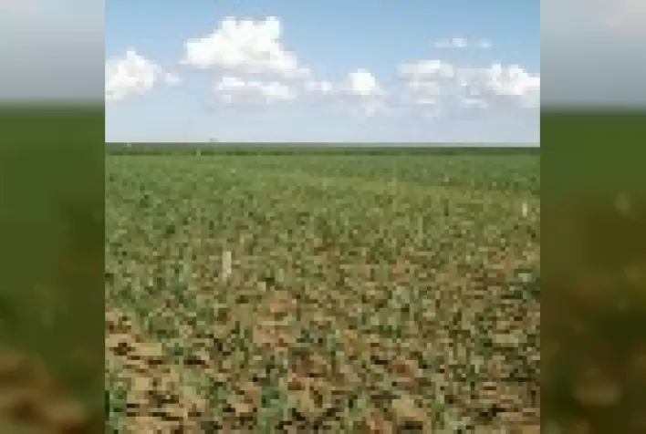 Adubação, produtividade e rentabilidade da rotação entre soja e milho em solo com fertilidade construída