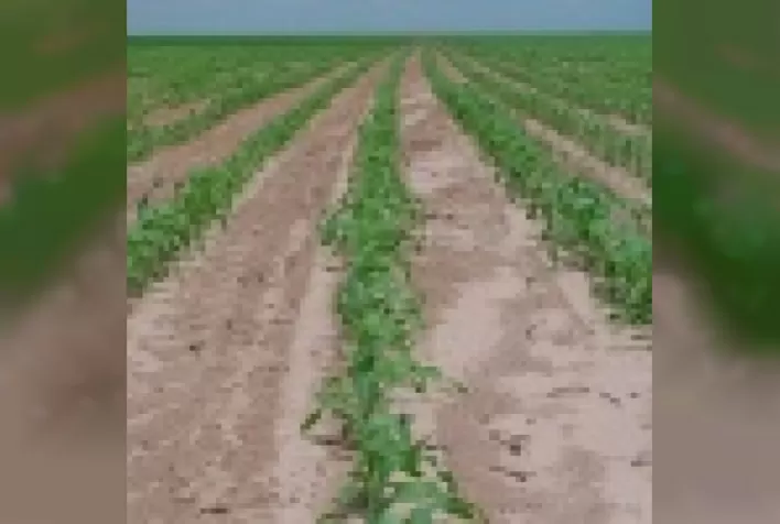 Dinâmica de fertilidade em solos frágeis