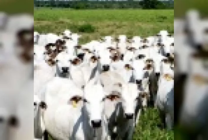 Pecuaristas e a ilegal cobrança de ICMS sobre transferências de gado, por Fernando Ribeiro Alves